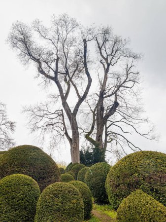Bäume im Park von Schloss Esterhazy in Eisenstadt, Österreich, Europa.