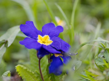 Blue flower of Primula vulgaris, primrose flower on a meadow.