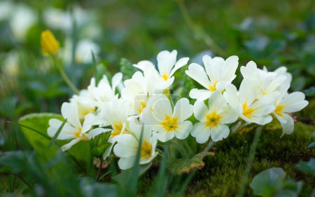 Téléchargez les photos : Primula vulgaris, groupe de fleurs d'onagre dans le jardin. - en image libre de droit