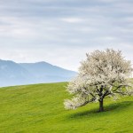 Beautiful spring landscape with blossom tree and mountains in the background. View of The Velka Fatra national park in Slovakia, Europe.