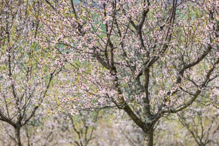 Photo for Detail view of blooming tree in The Almond orchard at Hustopece town in South Moravia, Czech Republic, Europe. - Royalty Free Image