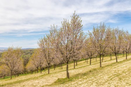 Photo for View of blooming trees in The Almond orchard at Hustopece town in South Moravia, Czech Republic, Europe. - Royalty Free Image