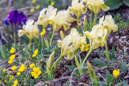 Téléchargez les photos : Iris arenaria, fleurs sur la montagne Palava en Moravie du Sud, République tchèque, Europe. - en image libre de droit