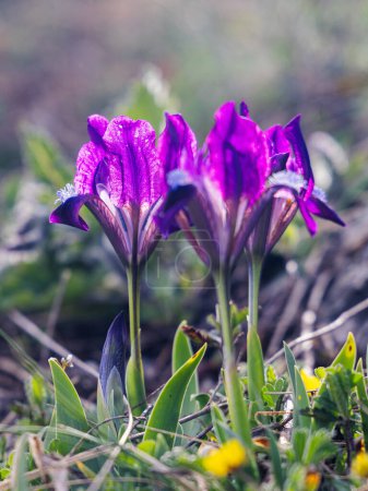 Iris pumila, flowers on The Palava mountain in South Moravia, Czech Republic, Europe.