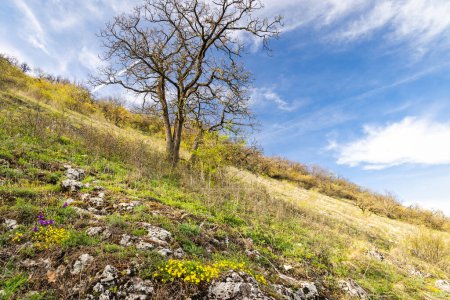 Téléchargez les photos : Fleurs sur la montagne Palava en Moravie du Sud, République Tchèque, Europe. - en image libre de droit