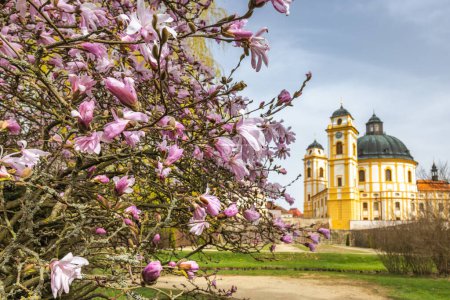 Téléchargez les photos : Blooming magnolia tree in Chateau park of Jaromerice nad Rokytnou Castle, Vysocina region of Czech Republic, Europe. - en image libre de droit