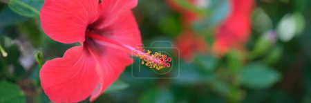 Foto de Hermoso hibisco hawaiano de flor tropical roja con un largo primer plano de pistilo. Concepto botánico de plantas tropicales - Imagen libre de derechos