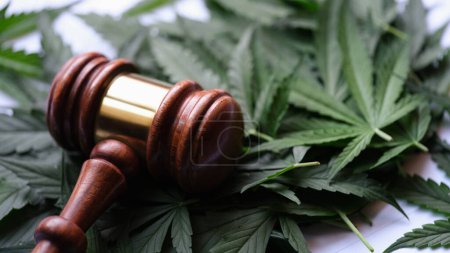 Photo for Gavel of judge lying on green leaves of marijuana closeup. Illegal drug production and distribution of drugs concept - Royalty Free Image