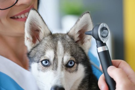 Téléchargez les photos : Veterinarian performs ear examination in husky dog clinic. Hearing problem and treatment in dogs concept - en image libre de droit