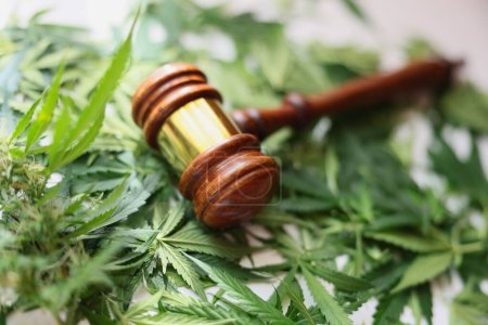 Gavel of judge lying on green leaves of marijuana closeup. Criminal prosecution for possession and distribution of narcotic substances concept