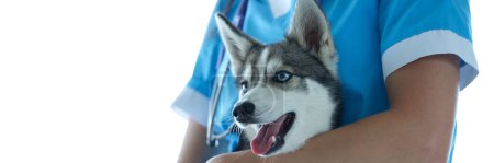 Téléchargez les photos : Vétérinaire et beau petit chien husky en clinique vétérinaire. Concept de soins médicaux pour animaux - en image libre de droit