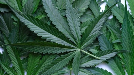 Téléchargez les photos : Beaucoup de feuilles de marijuana vertes sur fond de gros plan. Concept de toxicomanie - en image libre de droit