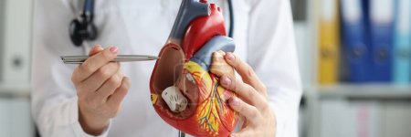 Foto de El cardiólogo muestra la estructura y anatomía del corazón humano. Modelo de entrenamiento médico del corazón y tratamiento de enfermedades del sistema cardiovascular - Imagen libre de derechos