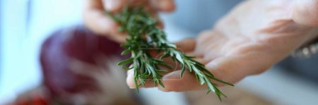 Hand cook and fresh green organic rosemary closeup. Rosemary sage in dinner dishes