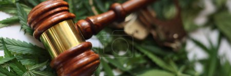Photo for Judge wooden gavel and handcuffs on green marijuana leaves closeup. Criminal liability for possession and use of drugs concept - Royalty Free Image