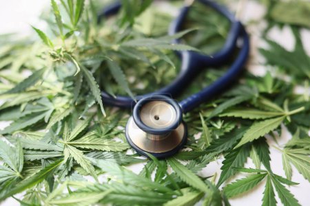 Estetoscopio médico y hojas de marihuana verde de cerca. Beneficios y daños de la marihuana medicinal