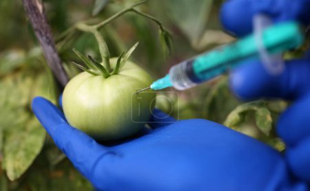 Primer plano del científico inyectando químicos transparentes en tomate verde usando guantes protectores. Concepto de ventajas y desventajas alimentarias genéticamente modificadas
