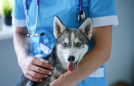 Téléchargez les photos : Beau petit husky au rendez-vous vétérinaire. Services médicaux pour animaux concept - en image libre de droit