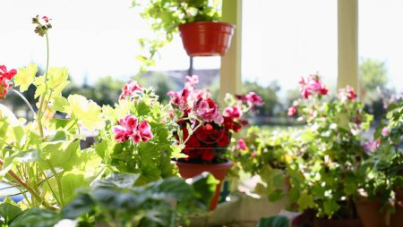 Foto de Flores en macetas en el balcón ventana alféizar fondo primavera en los soleados rayos de verano en otoño - Imagen libre de derechos
