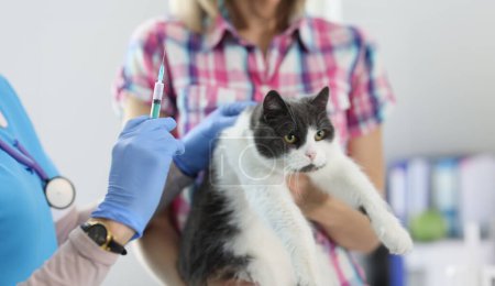 Téléchargez les photos : Médecin vétérinaire en gants donne une injection au chat. Concept de vaccination et de vaccination animale - en image libre de droit