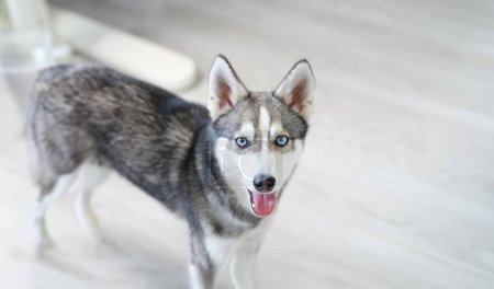 Téléchargez les photos : Portrait de chien de race mini husky à bouche ouverte. Concept de soins pour animaux - en image libre de droit