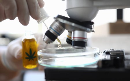 Nahaufnahme eines Labormitarbeiters, der einen Tropfen Cannabinoidöl auf einen Glasbehälter mit Mikroskop gibt. Spezielle Pipette für flüssiges Material. Untersuchung und Labortest-Konzept