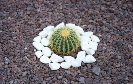 Dekorativer Kaktus im Garten zwischen weißen Steinen im Beet. Landschaftsgestalter aus Kakteen-Konzept