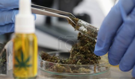 Chemiker in Handschuhen hält Marihuana mit einer Zange in der Hand. Nachfrage nach Medikamenten, die Tetrahydrocannabinol enthalten. Zulassung und Registrierung von Medikamenten auf Hanfbasis. Minimierung des Drogengehalts. Vielfalt ohne Drogen entwickeln