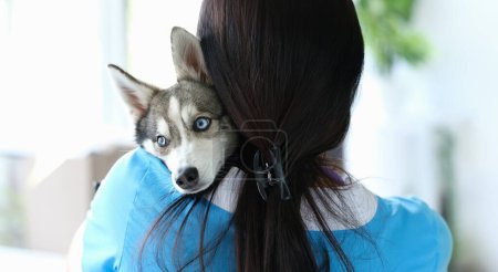 Veterinarian doctor stands with back and holds beautiful little husky dog in arms. Animal health care concept