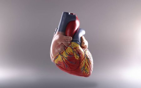 Anatomy of human heart on gray background. Cardiology medicine and health care