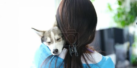 Veterinarian holds cute sleeping husky dog in arms. Veterinarian services and friendly contact with animals