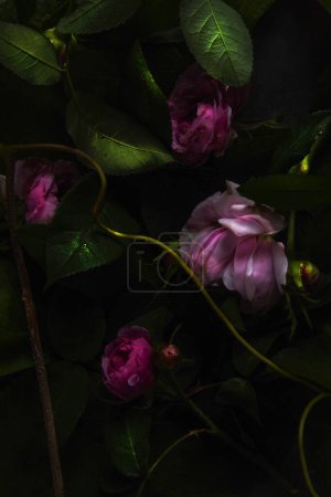 Natur, Pflanzenkomposition aus Rosen, Blättern, Trieben auf schwarzem Hintergrund im Atelier.