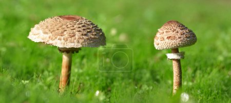 Téléchargez les photos : Le champignon parasol (Macrolepiota procera) qui pousse dans l'herbe verte. - en image libre de droit