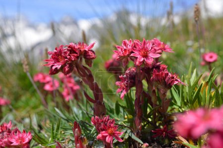 Téléchargez les photos : Gros plan de belles fleurs roses Sempervivum montanum ou Houseleeks poussant dans la prairie de montagne. - en image libre de droit