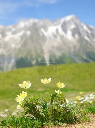 Téléchargez les photos : Mountain flower Pulsatilla alpina  or Anemone with mount Grandes Jorasses at the background, Mont Blanc massif, Courmayeur, Italy. - en image libre de droit