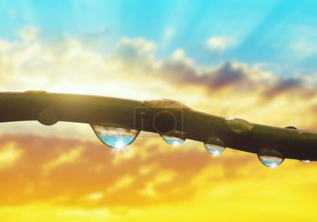 Téléchargez les photos : Transparent drops of water on branch of tree at sunset. Natural background. - en image libre de droit