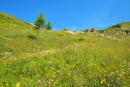 Téléchargez les photos : Pré alpin fleuri dans la vallée d'Aoste, Italie. - en image libre de droit