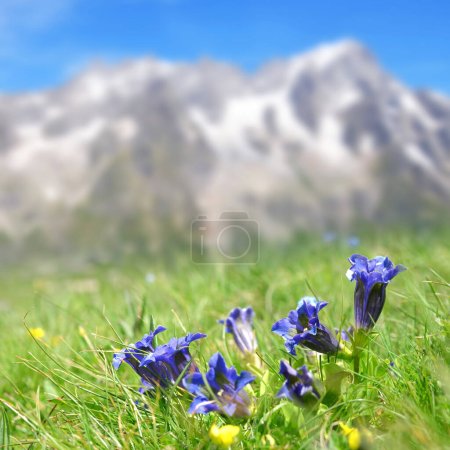 Téléchargez les photos : Fleurs bleues Gentiane sans tige (Gentiana acaulis) poussant dans la prairie de montagne. Paysage estival avec le mont Grandes Jorasses en arrière-plan. Val d'Aoste, Italie. - en image libre de droit