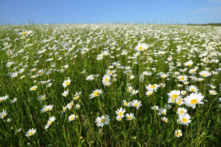 Téléchargez les photos : Marguerite daisies on the meadow. Spring flower. - en image libre de droit