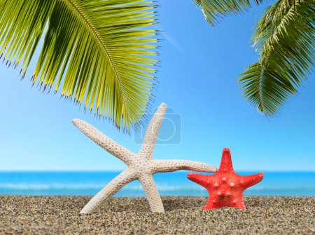 Photo for Two starfish on sandy beach. - Royalty Free Image