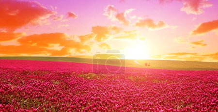 Photo for Field of flowering crimson clovers (Trifolium incarnatum) at sunset. Spring season. - Royalty Free Image