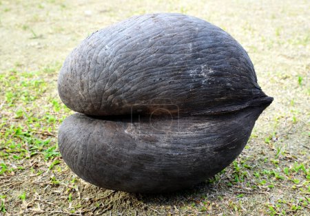 Coco de mer, la noix de coco (Lodoicea maldivica) pousse uniquement dans l'île de Praslin, Seychelles.