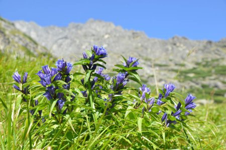 Téléchargez les photos : Fleurs gentiane des saules (Gentiana asclepiadea) dans la vallée de Mala studena, Vysoke Tatry (Hautes Tatras), Slovaquie. - en image libre de droit