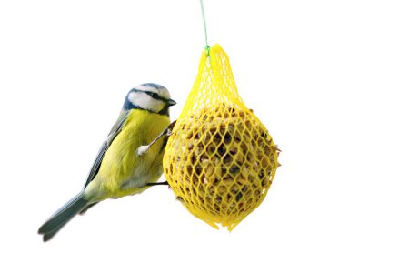 Closeup of Cute Great Tit Bird (Cyanistes Caeruleus) Hanging on Net Suet Feeder Isolated on a White Background.