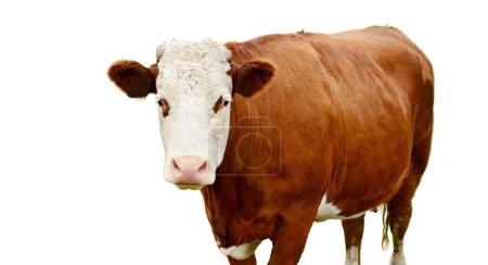 A brown cow with a white face isolated on white background. A cow looking at the camera. Copy space on the left.