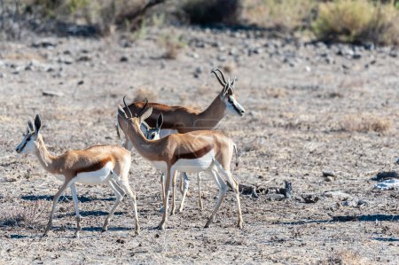 Photo for Closeup of a herd of Impalas - Aepyceros melampus- grazing on the plains of Etosha National Park, Namibia. - Royalty Free Image