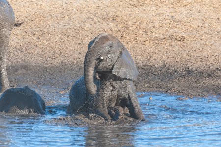 Foto de Un elefante africano bebé Loxodonta Africana- se está bañando en un pozo de agua en el Parque Nacional Etosha, Namibia
. - Imagen libre de derechos