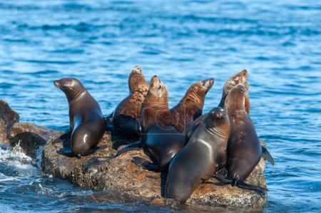 Photo for A group of sea lions resting on a rock near Monterey bay, California, on a sunny winter afternoon. - Royalty Free Image