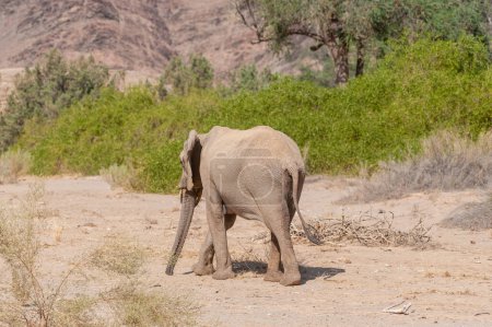 Téléchargez les photos : Impression d'un éléphant du désert africain - Loxodonta Africana- errant dans le désert du nord-ouest de la Namibie. - en image libre de droit