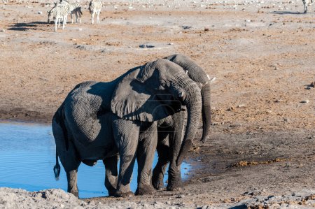 Photo for Two Male African Elephants -Loxodonta Africana- standing next to each other near a waterhole. Etosha National Park, Namibia. - Royalty Free Image